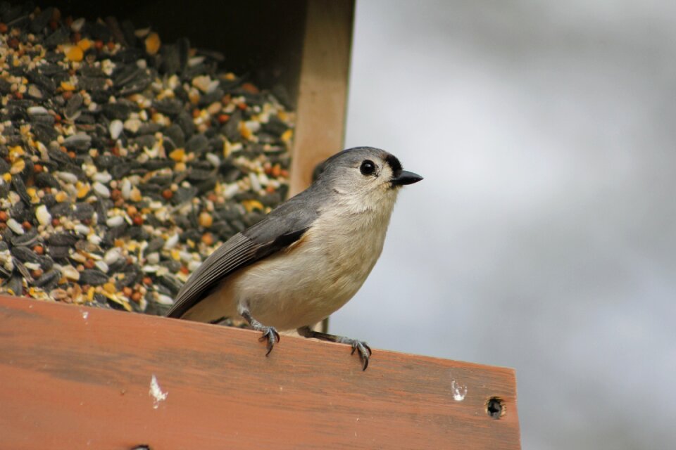 Wildlife titmouse wild