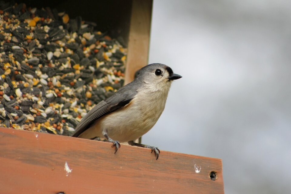 Wildlife titmouse wild photo