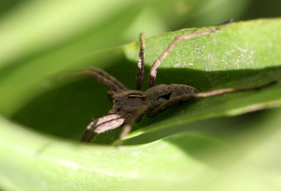 Arachnid gray rest