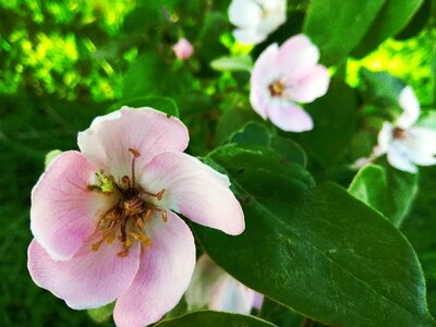 Ply green pollen