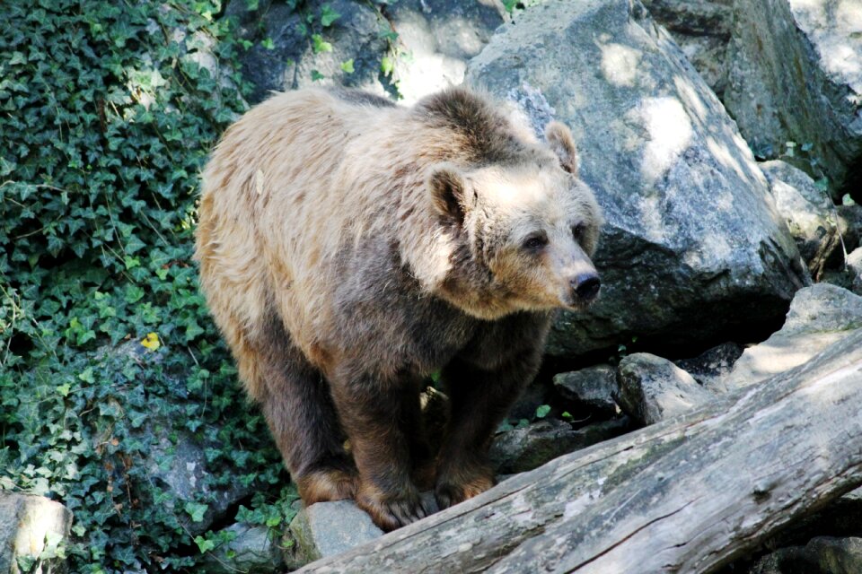 Nature fauna mammal