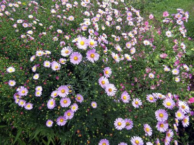 Summer petal blooming photo