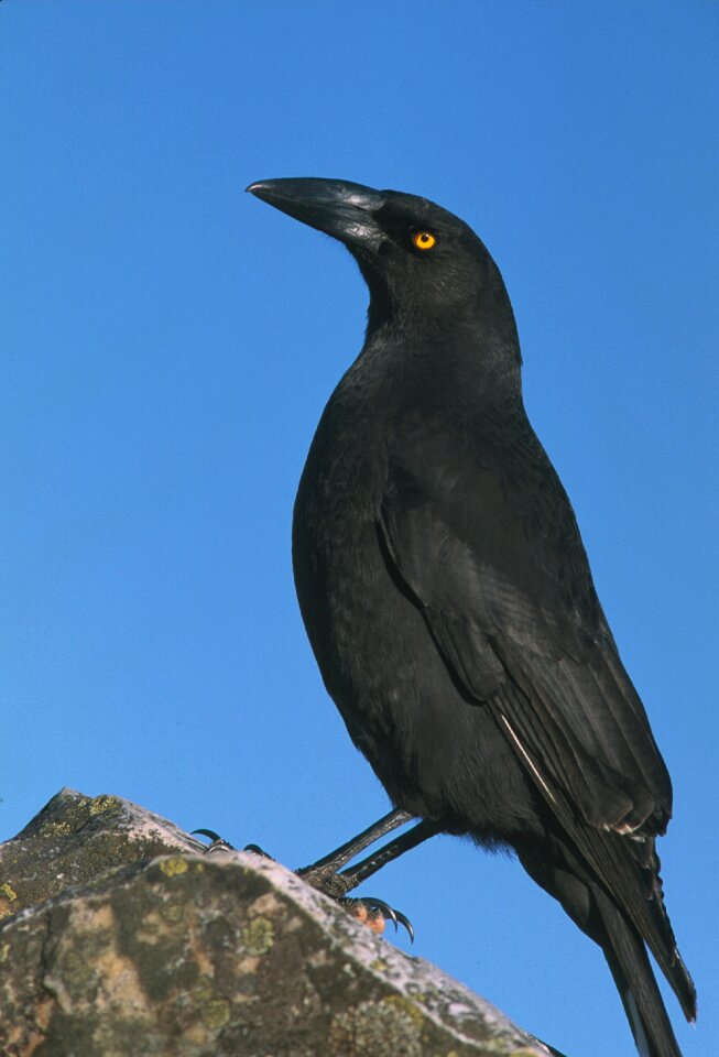 Zoom black wildlife