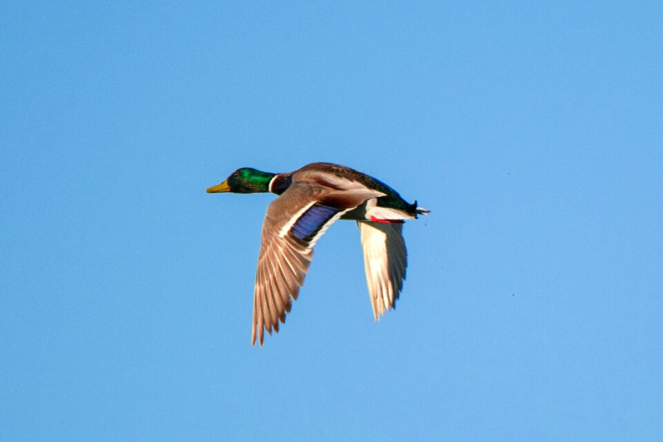 Flight pen duck