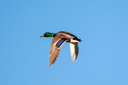 Flight pen duck photo