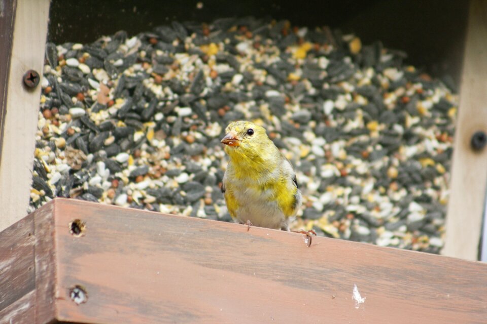 Female gold finch wildlife natural