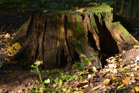 Moss forest log photo