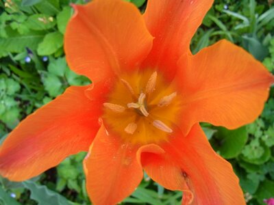 Plant garden close up photo