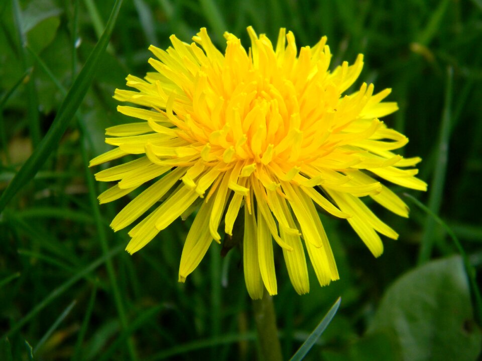 Flower flora spring