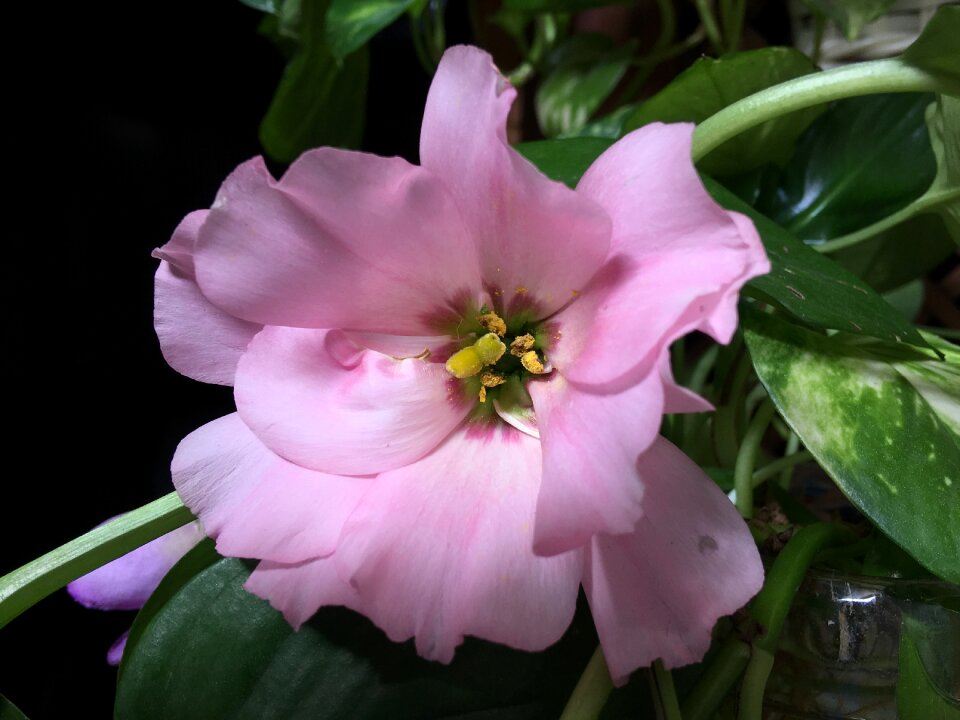 Flower spring garden