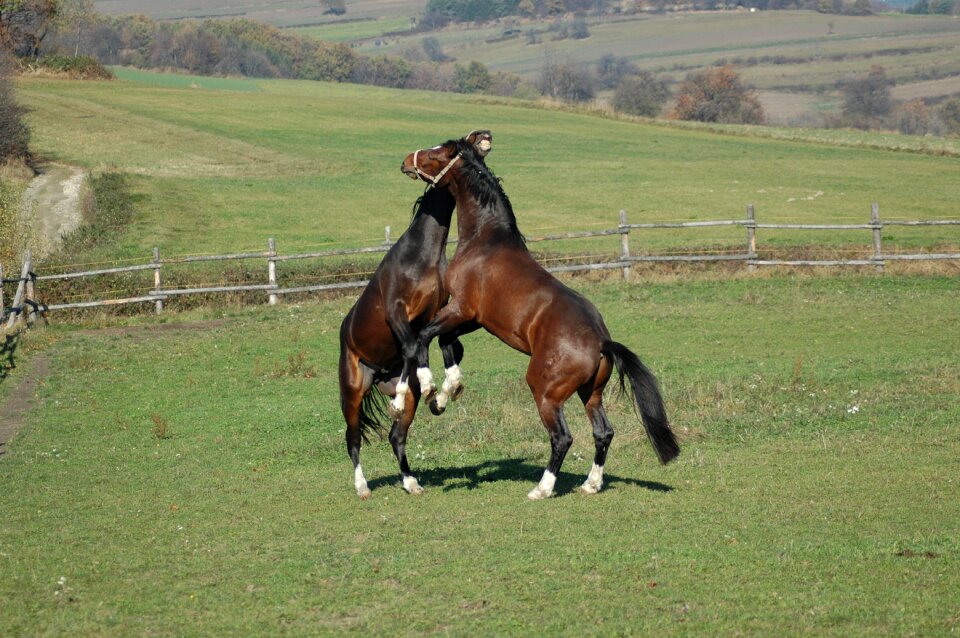 Horses stallions Free photos