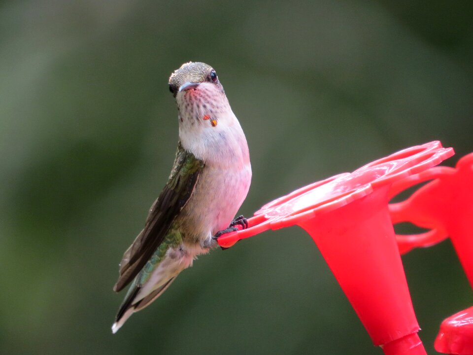 Wildlife hummingbird