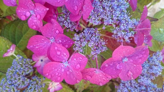 Flower rain garden