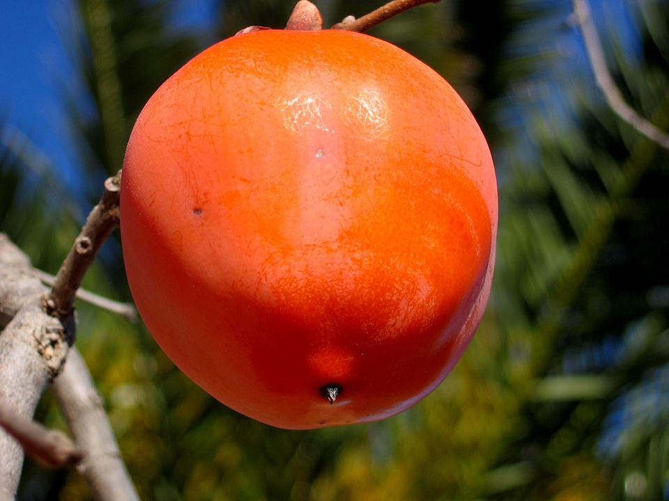 Nature red macro