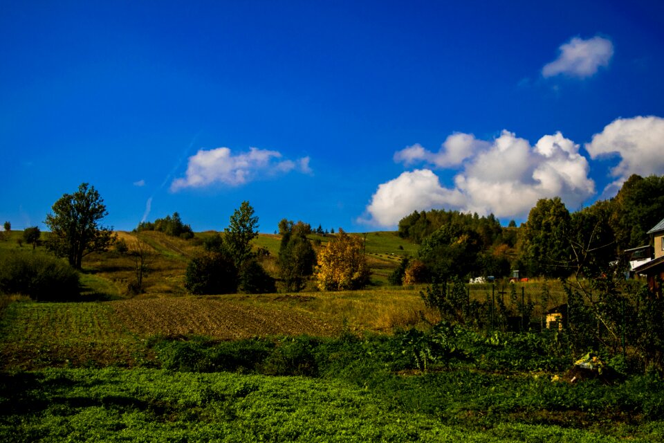 Sky blue meadow
