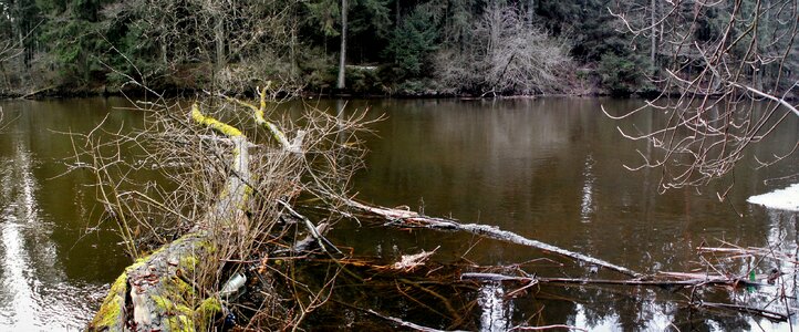 At the court of tree river