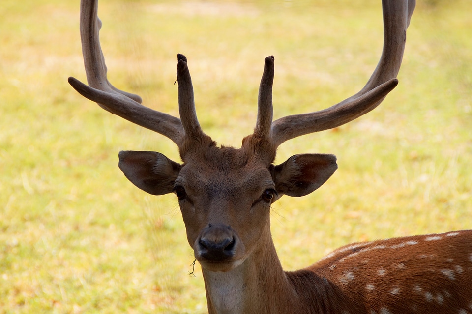 Forest antler wildlife park