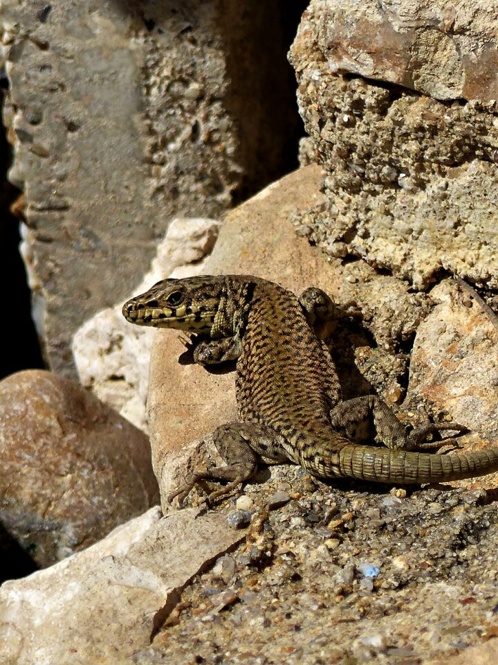 Roche animal outdoor