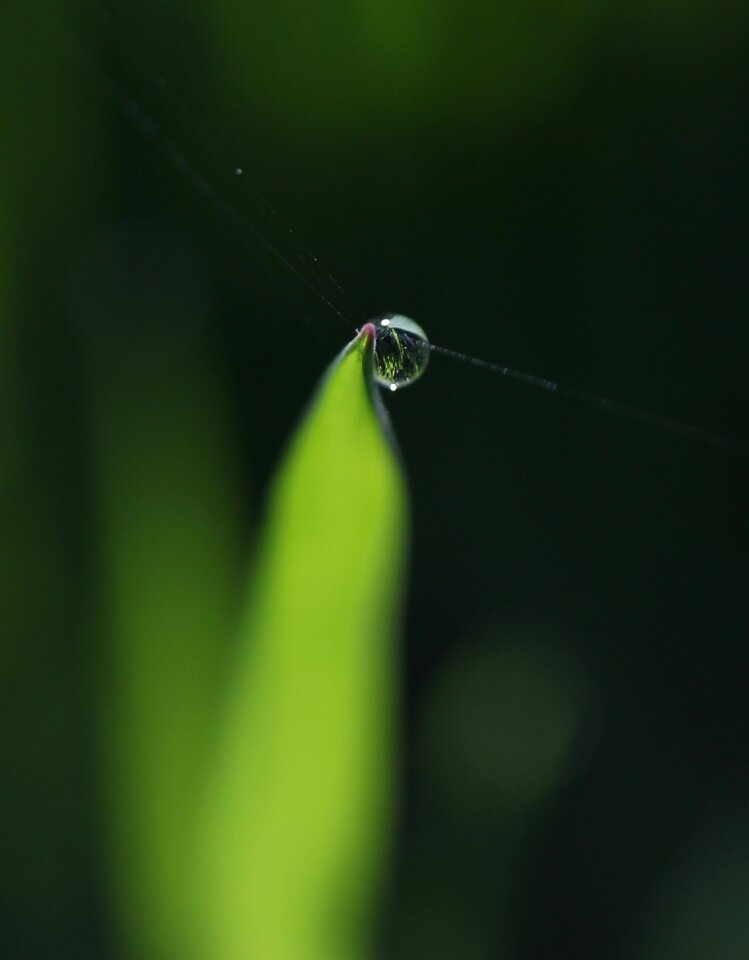 Drops bokeh water