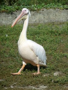 Beak animal pelican photo