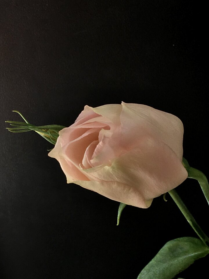 Flower garden petals