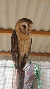 Animal feather