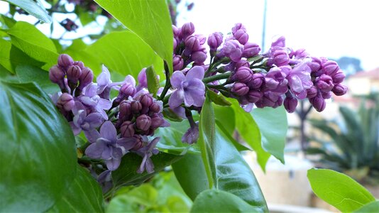 Leaf garden lilac