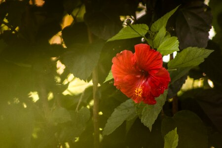 Flower outdoors garden photo