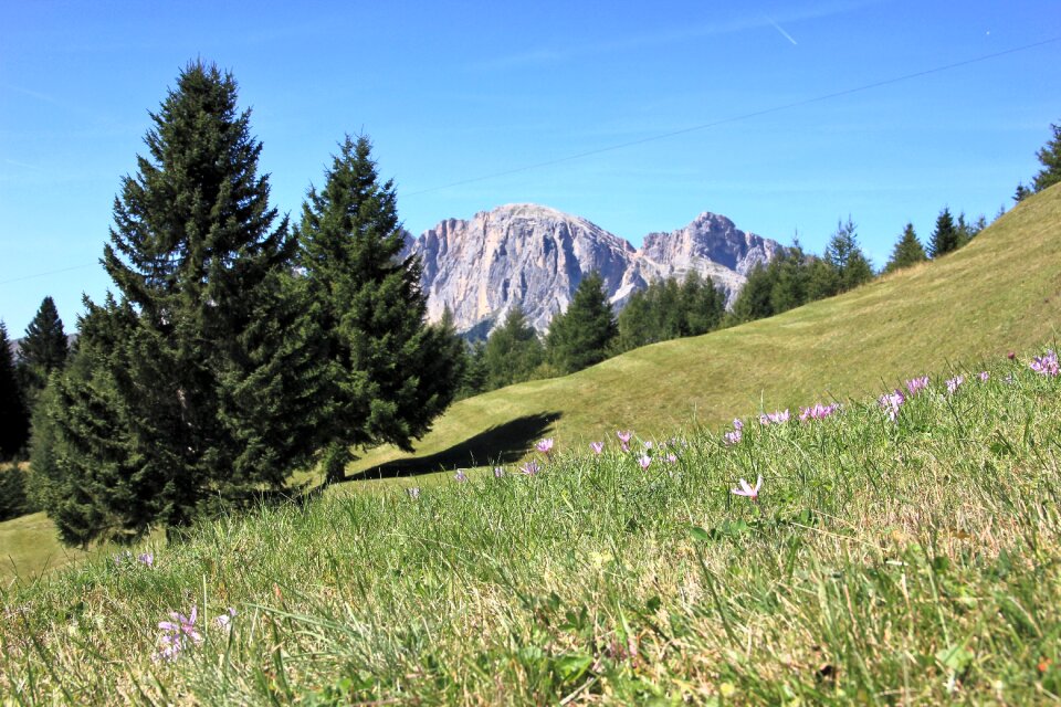 Grass mountain meadow