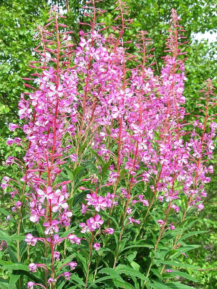 Fireweed ivan-tea summer