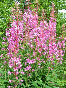 Fireweed ivan-tea summer