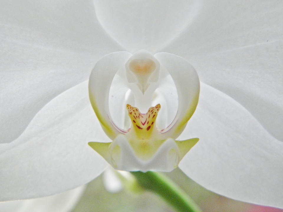 White plant leaf