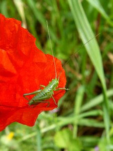 Orthopteron small tiny photo