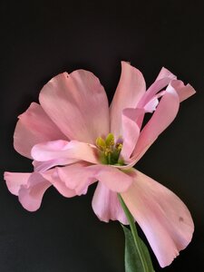 Spring pink flowers petals photo