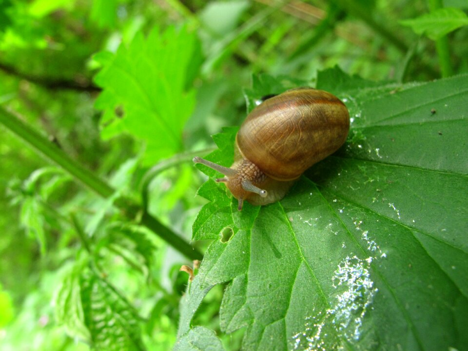 Snail leaf crustaceans