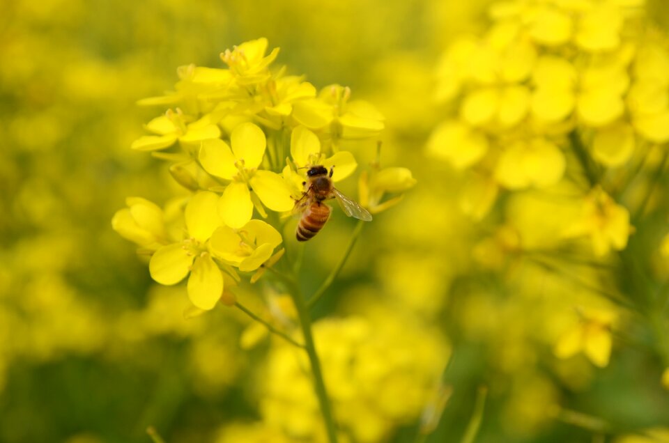 Rape plant insect