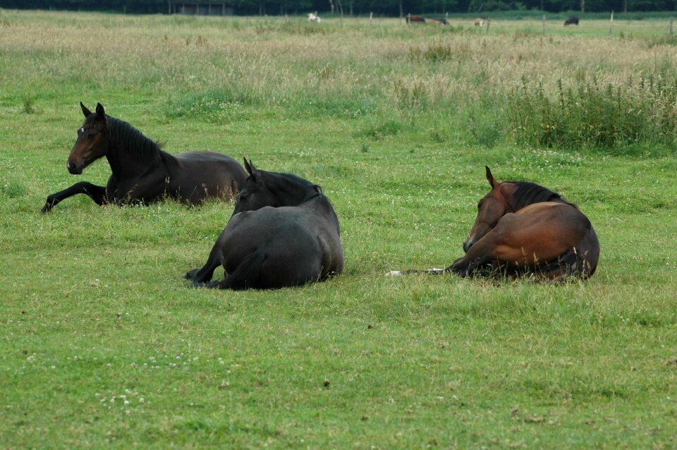 Horses sleep Free photos