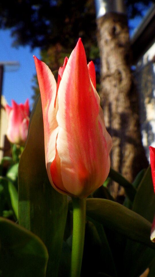Plant garden blooming
