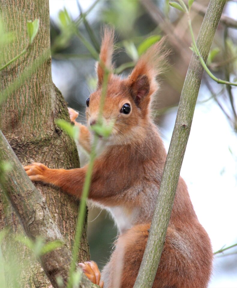 Squirrel animal world animal