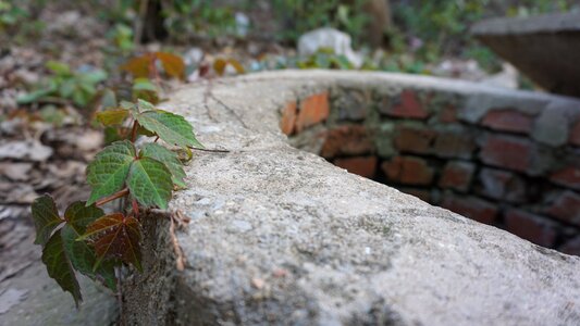 Plant background well