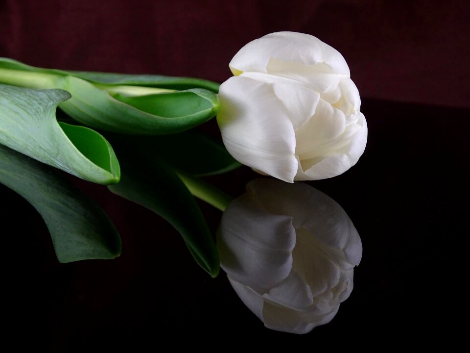 Flower nature spring