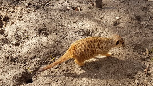 Sand desert animal world