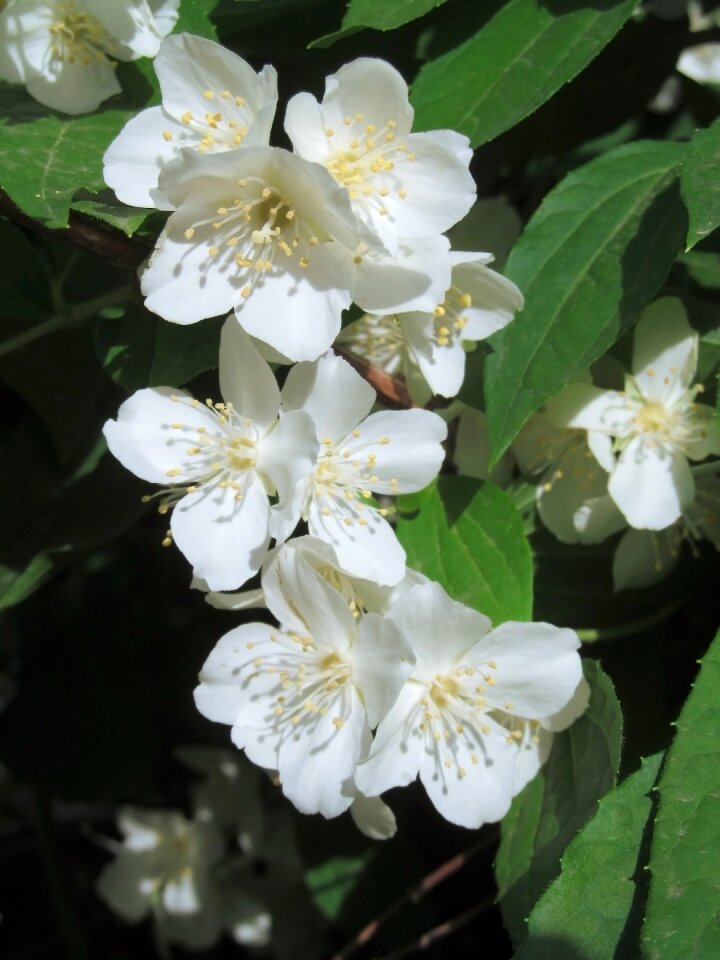 Jasmine white flowers Free photos