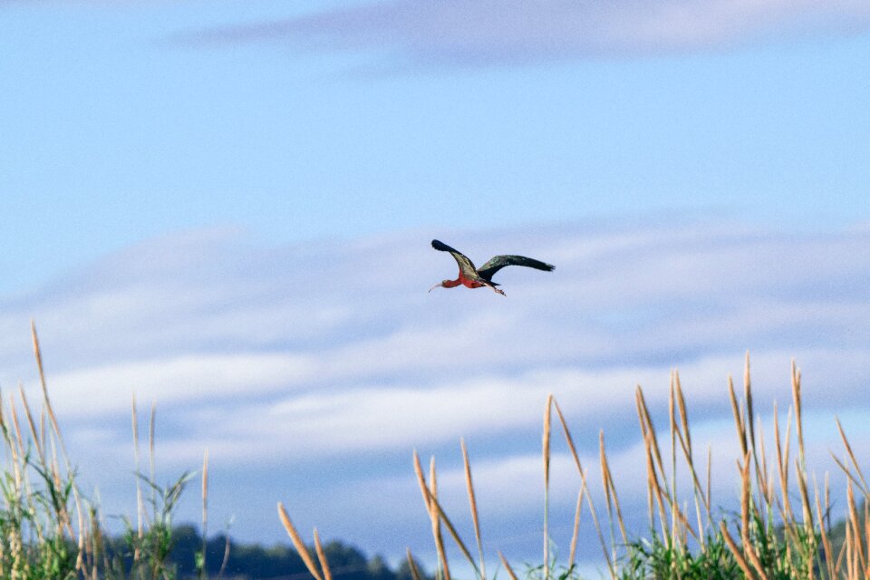 Open air wild life ibis