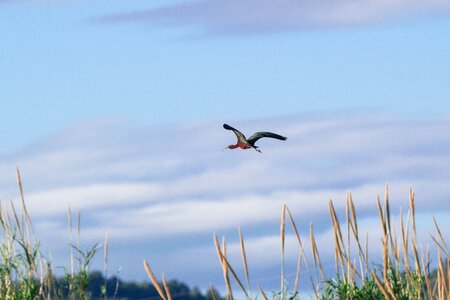 Open air wild life ibis