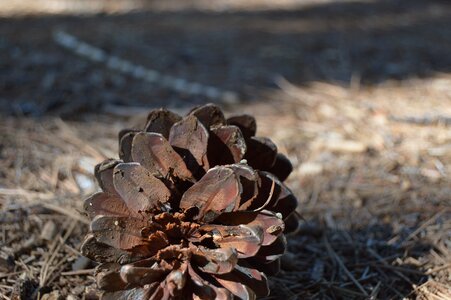 Nature dry open air