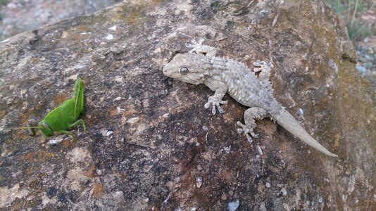 Reptilia animalia nature