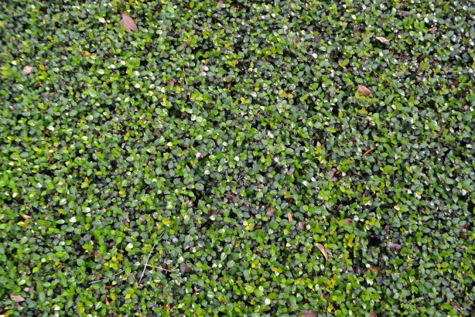 Background backdrop natural