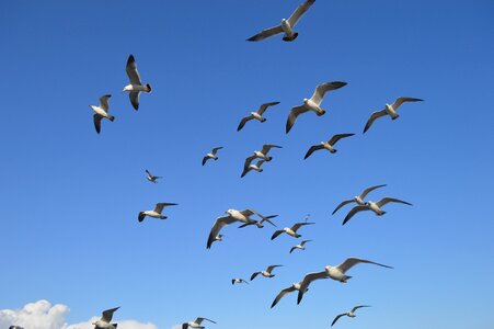 Seagulls flight hanriver photo