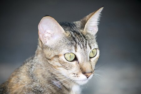 Animalia portrait cat photo